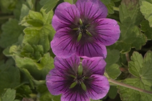 Geranium 'Perfect Storm' 